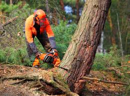 Trusted Mount Vernon, GA  Tree Services Experts